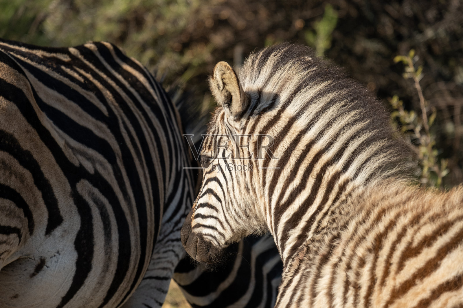 斑马仔照片摄影图片