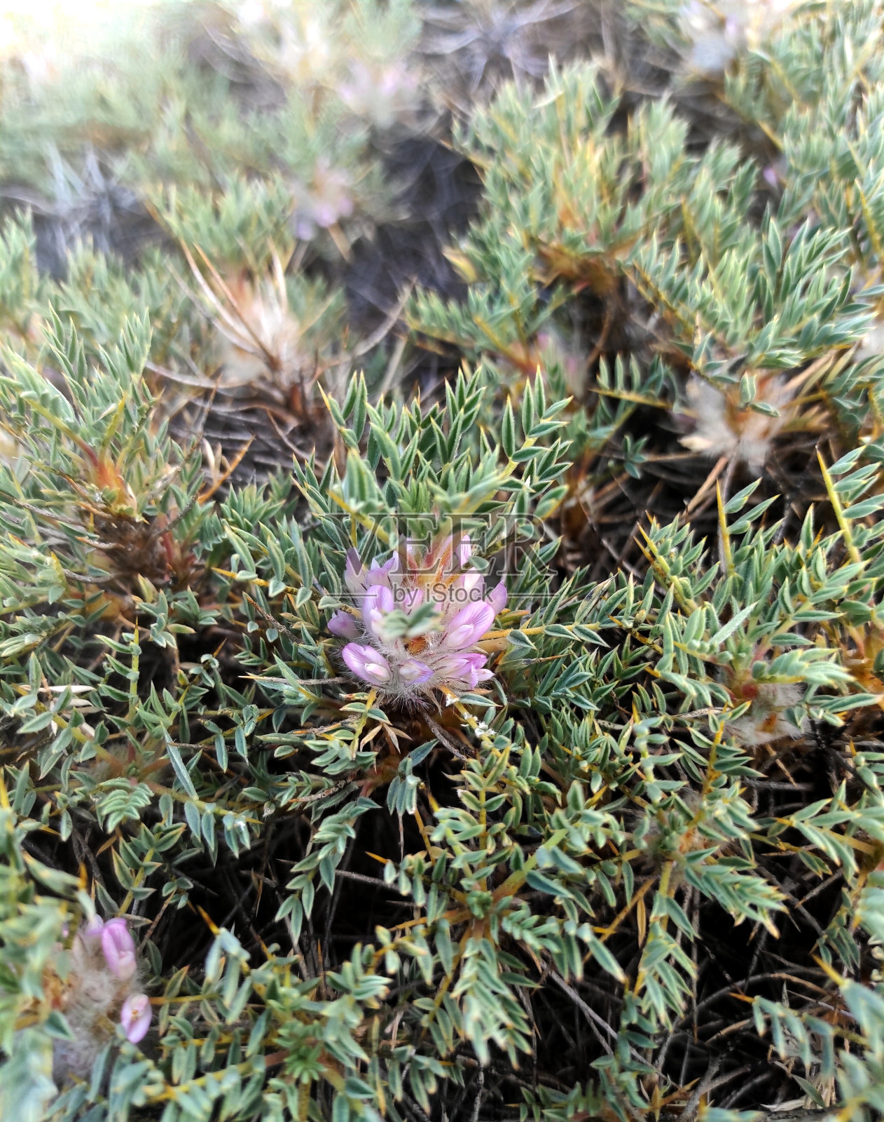 黄芪照片摄影图片