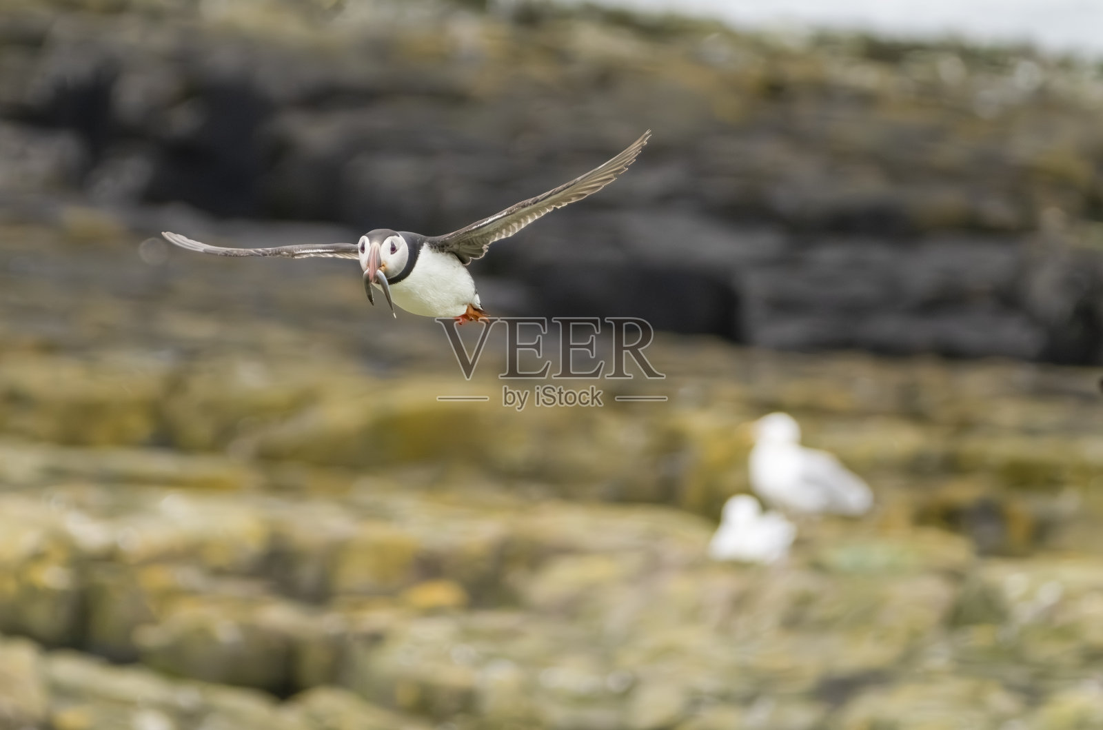 在诺森伯兰郡的法恩群岛,海雀飞过法恩岛。照片摄影图片