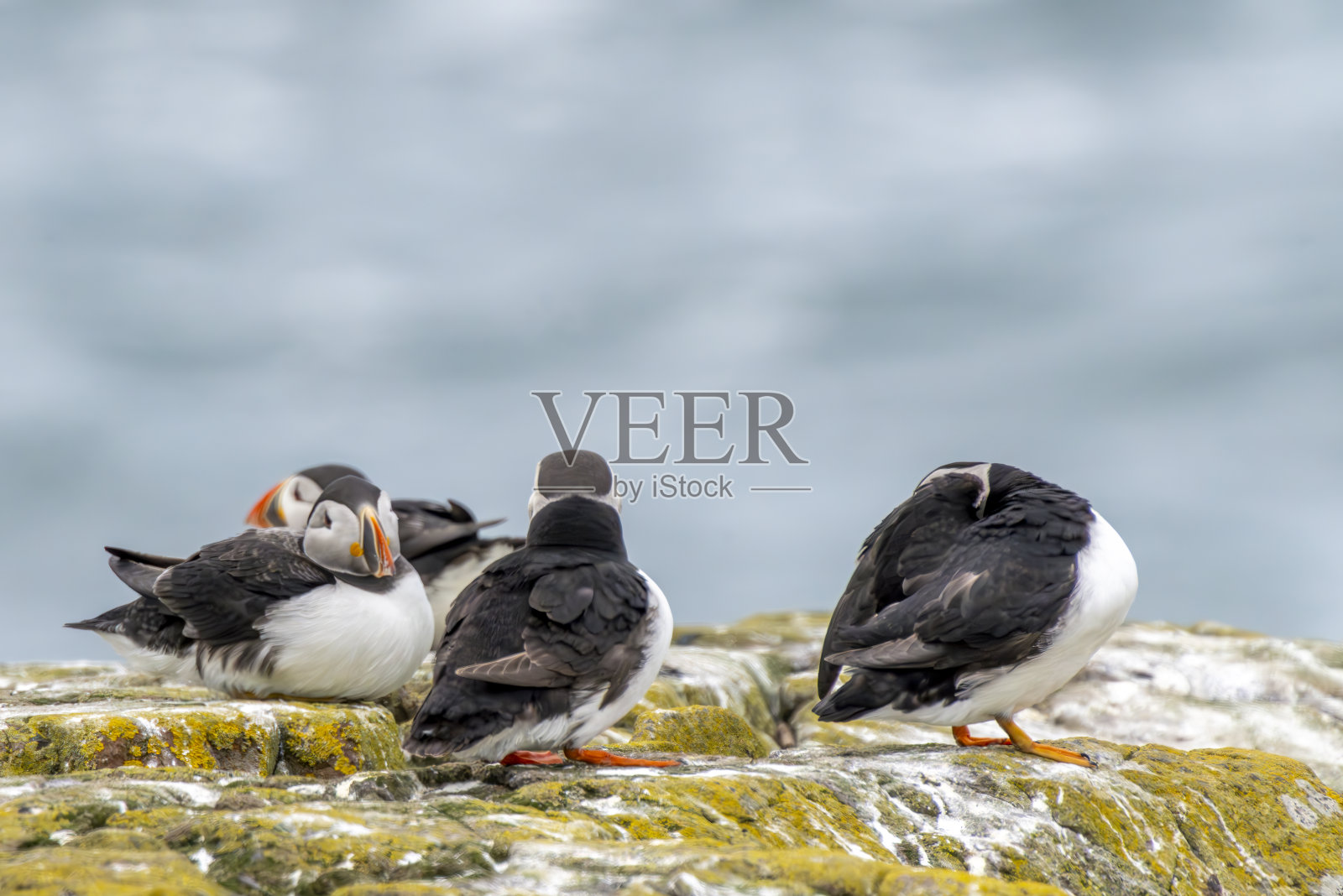 在诺森伯兰郡法恩群岛的法恩内岛,悬崖顶上的海雀照片摄影图片