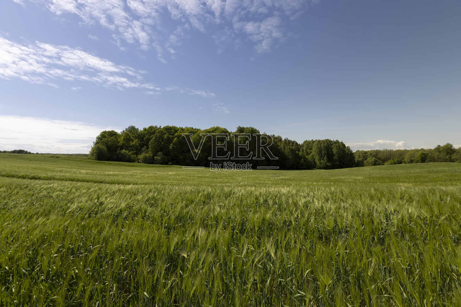 在春天有风的天气里长满青稞的田野照片摄影图片