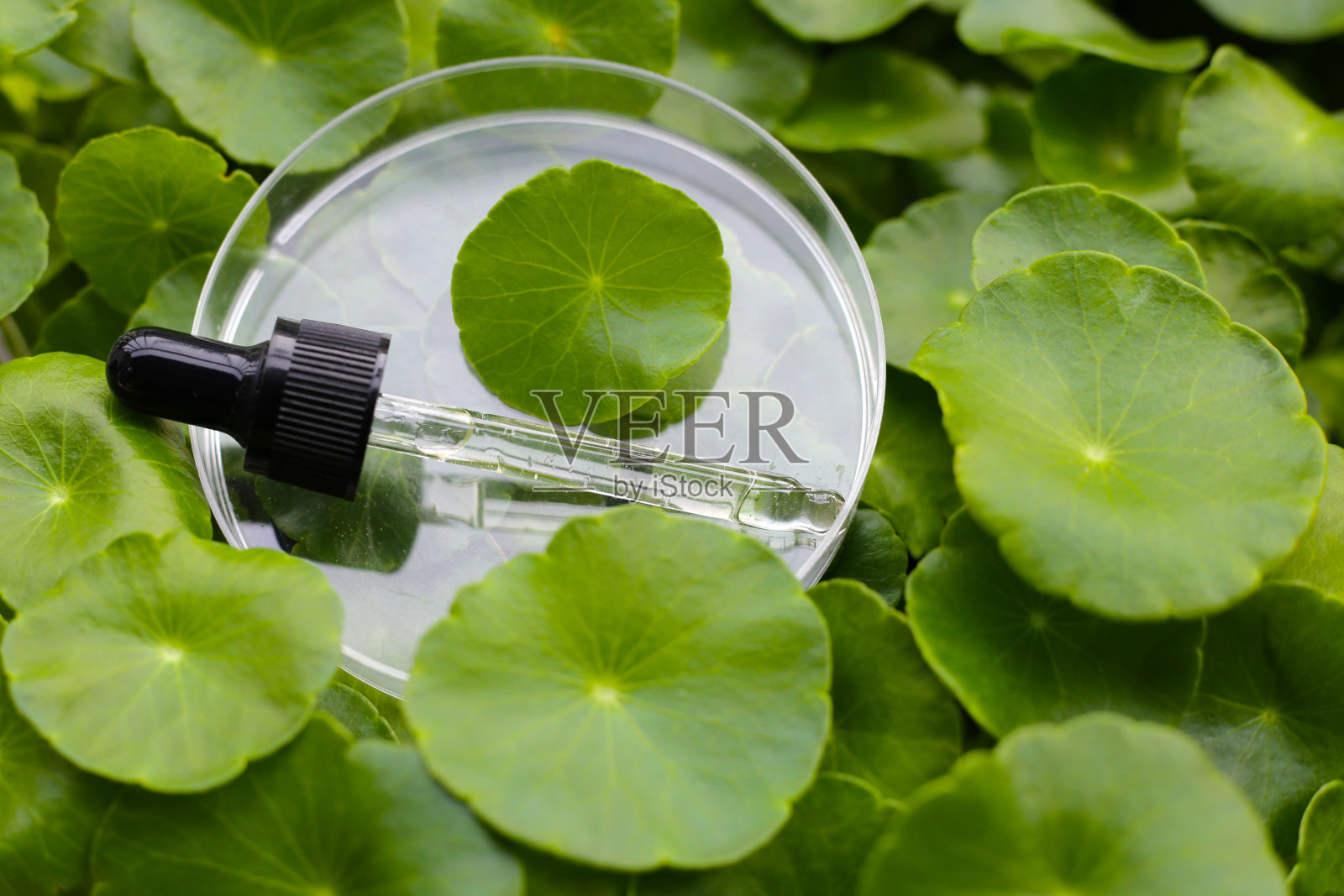 积雪草。新鲜的绿叶药草和精油照片摄影图片