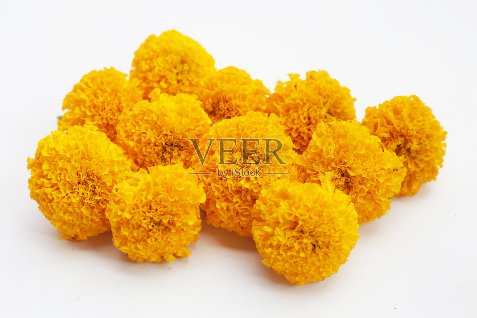 美丽的金黄色万寿菊照片摄影图片