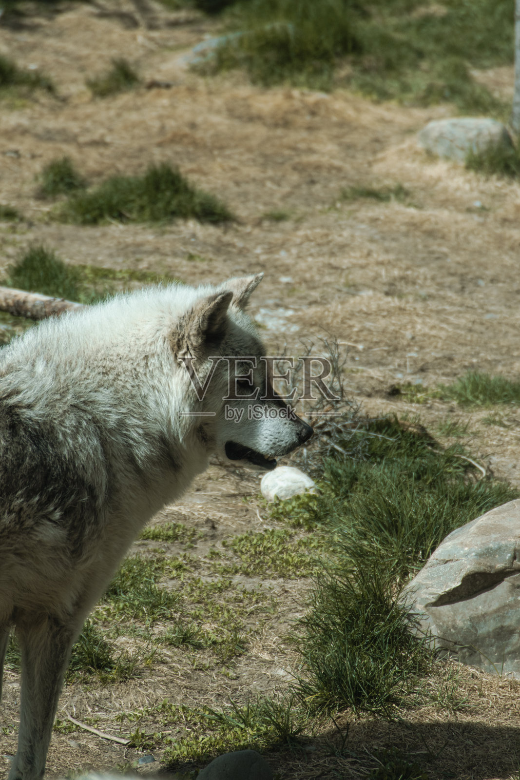 灰狼救援中心的灰狼图片。照片摄影图片