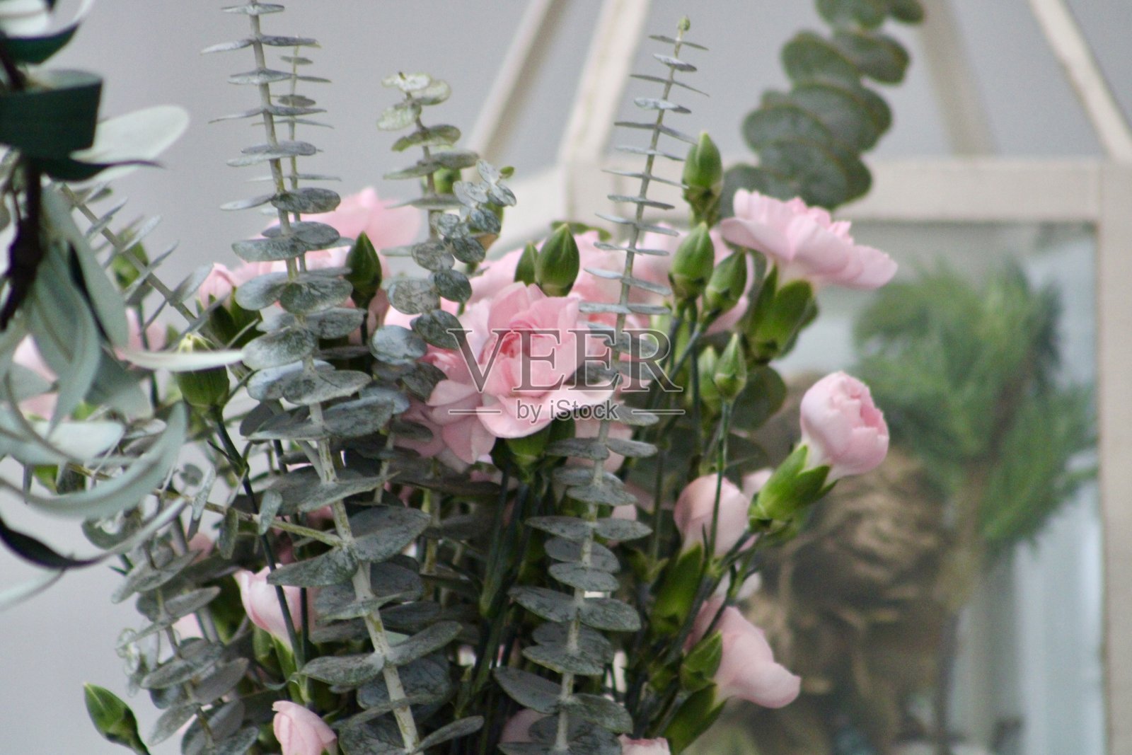 粉色的玫瑰照片摄影图片