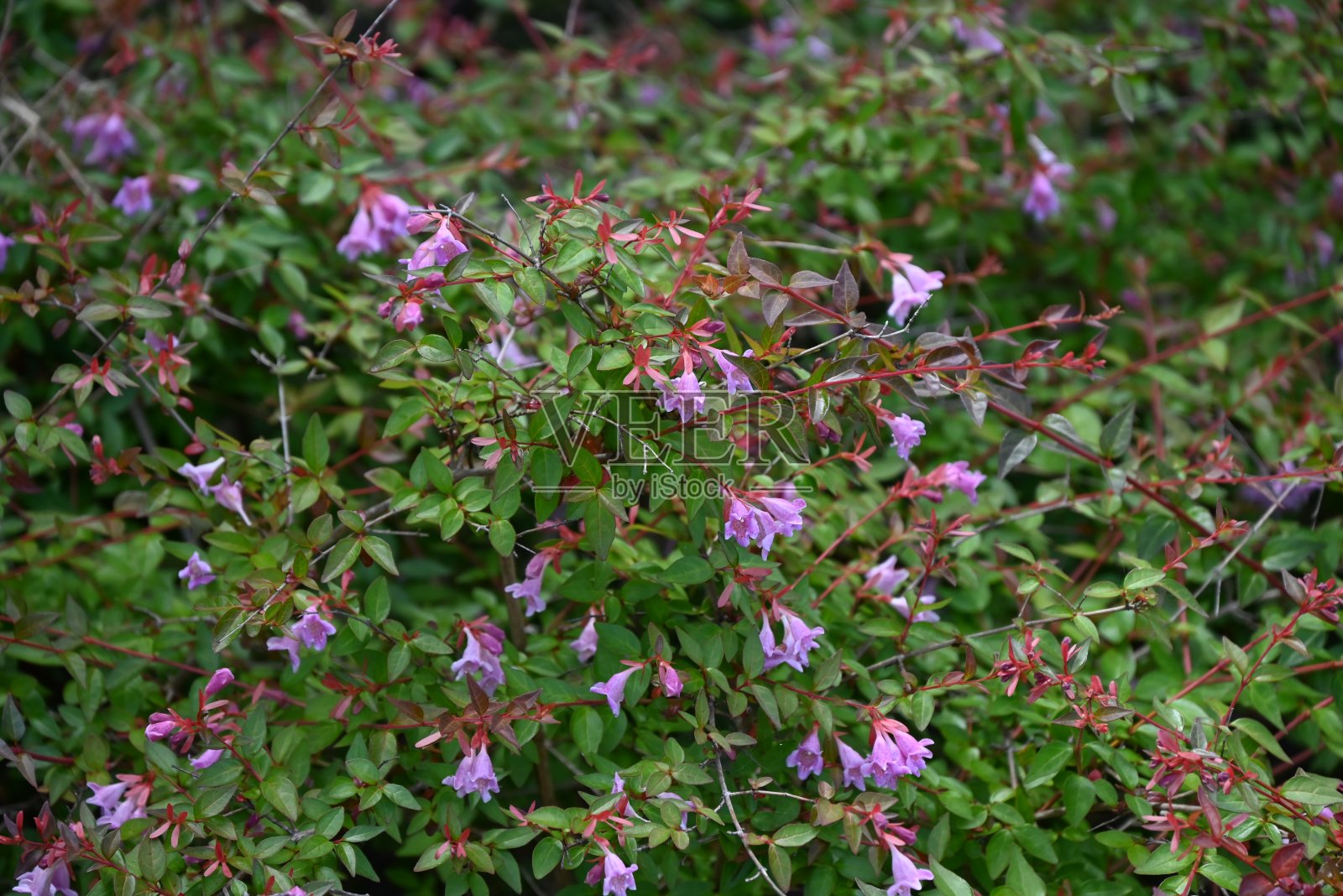 有光泽的阿贝尔花。刺叶科多年生灌木。照片摄影图片