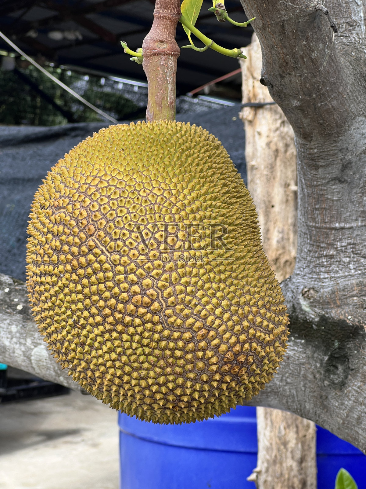 菠萝蜜树照片摄影图片