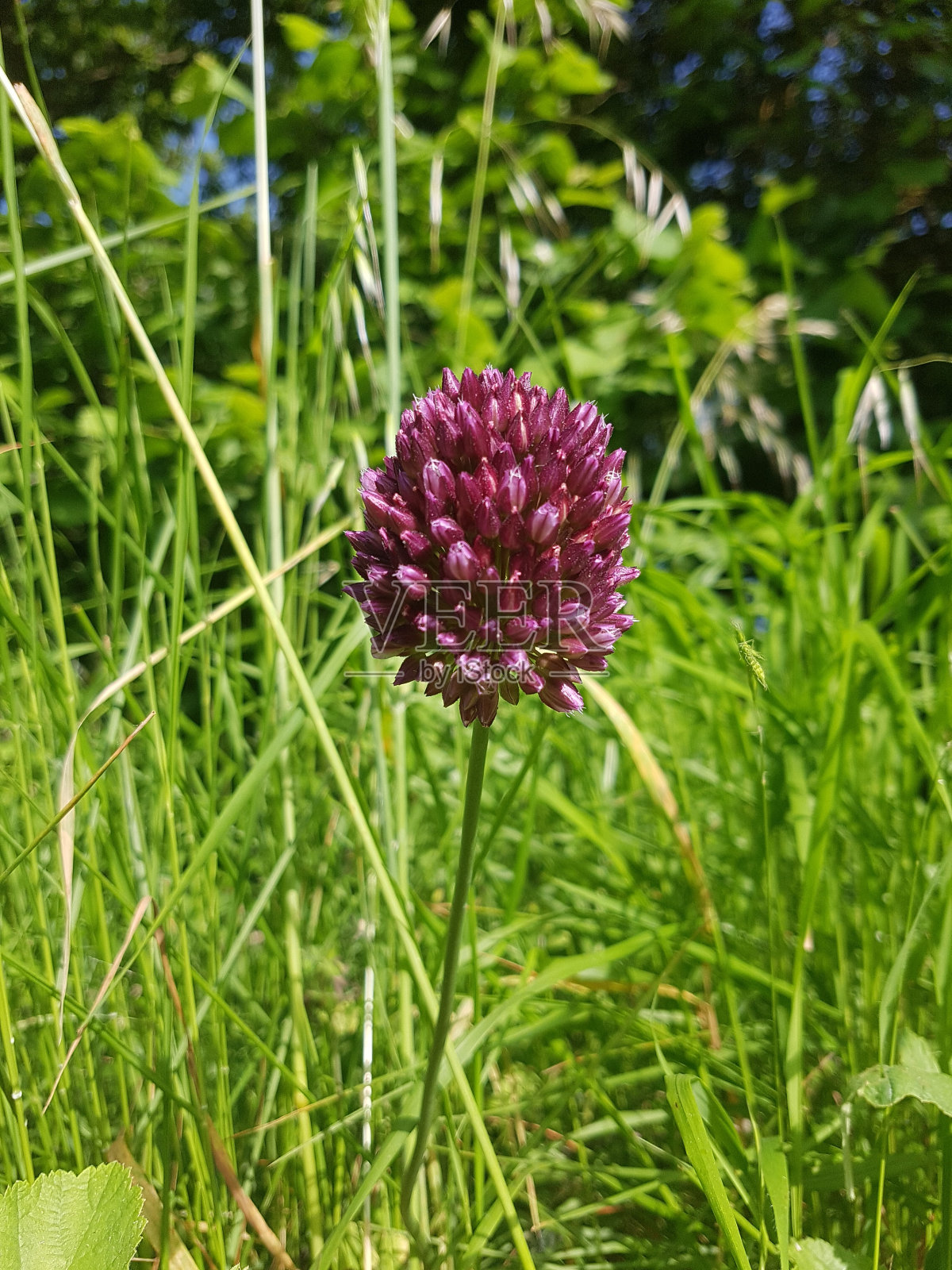 粉色的野花照片摄影图片