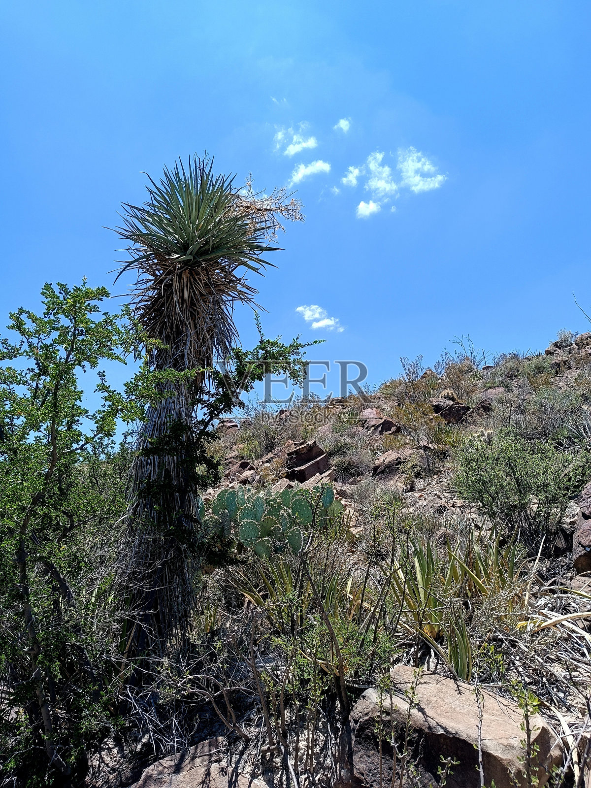渴望的植物照片摄影图片