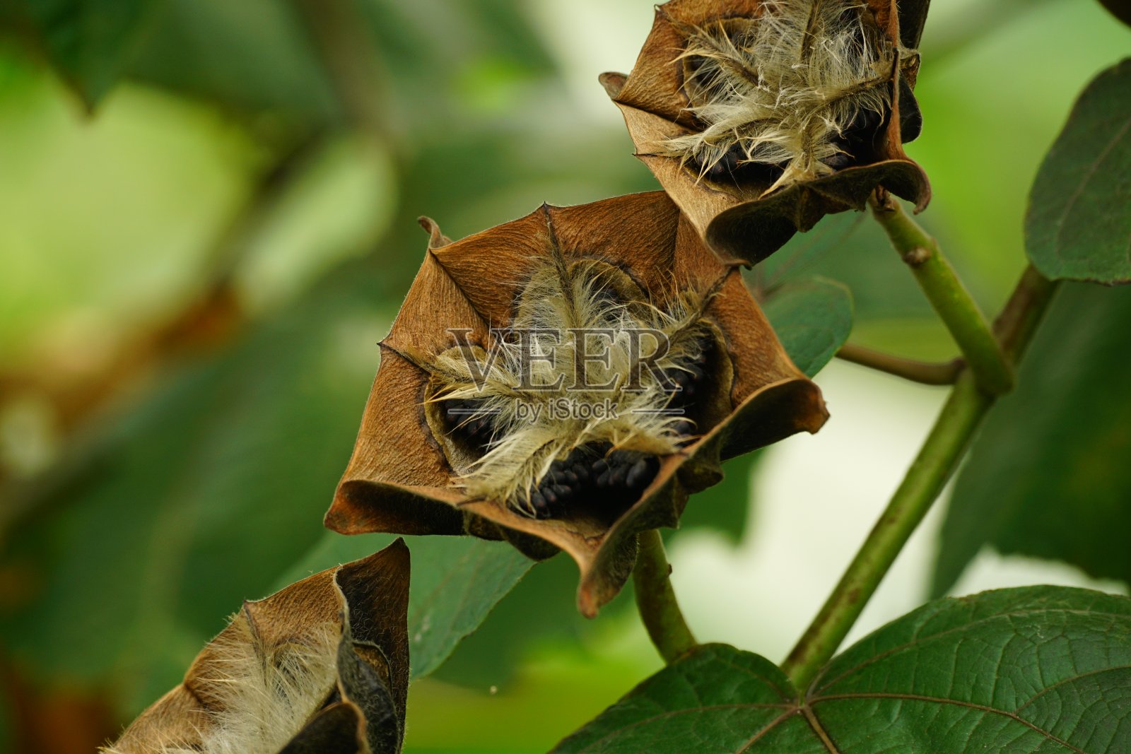 树上Abroma augustum果实特写照片摄影图片