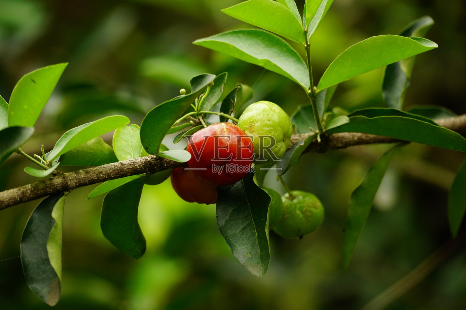 树上成熟的红色玛尔吉塔果实特写照片摄影图片