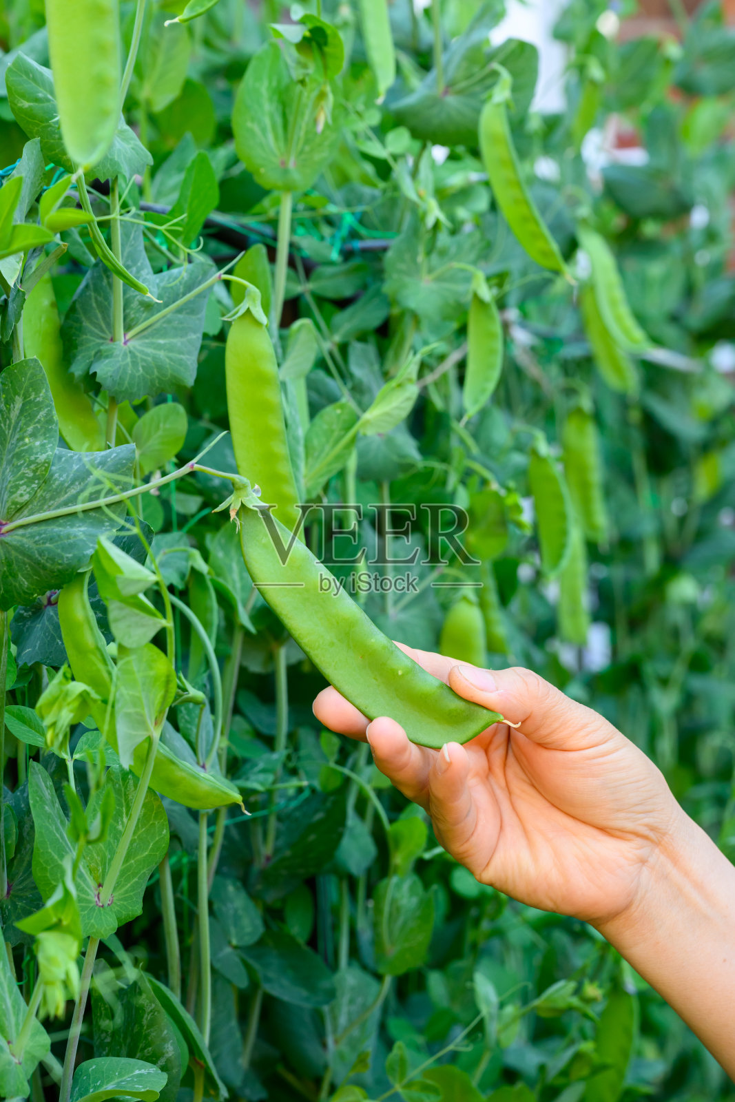 女人的手拿着藤蔓上的大豌豆荚照片摄影图片
