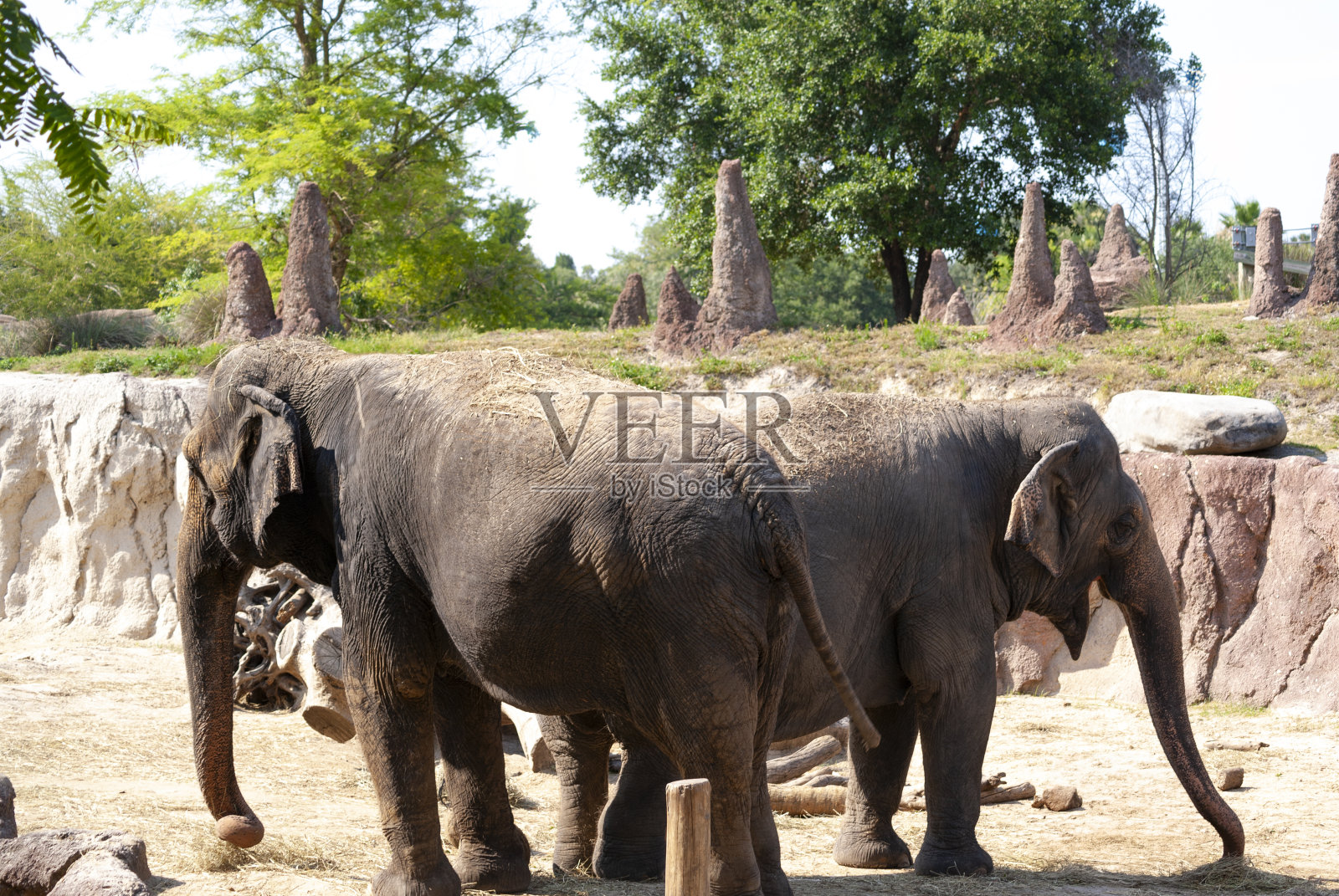 动物园里的大象照片摄影图片