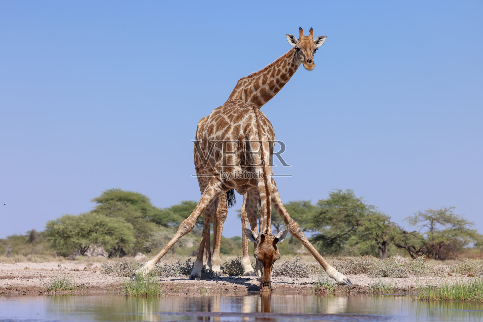 在纳米比亚的一个水坑里喝长颈鹿照片摄影图片