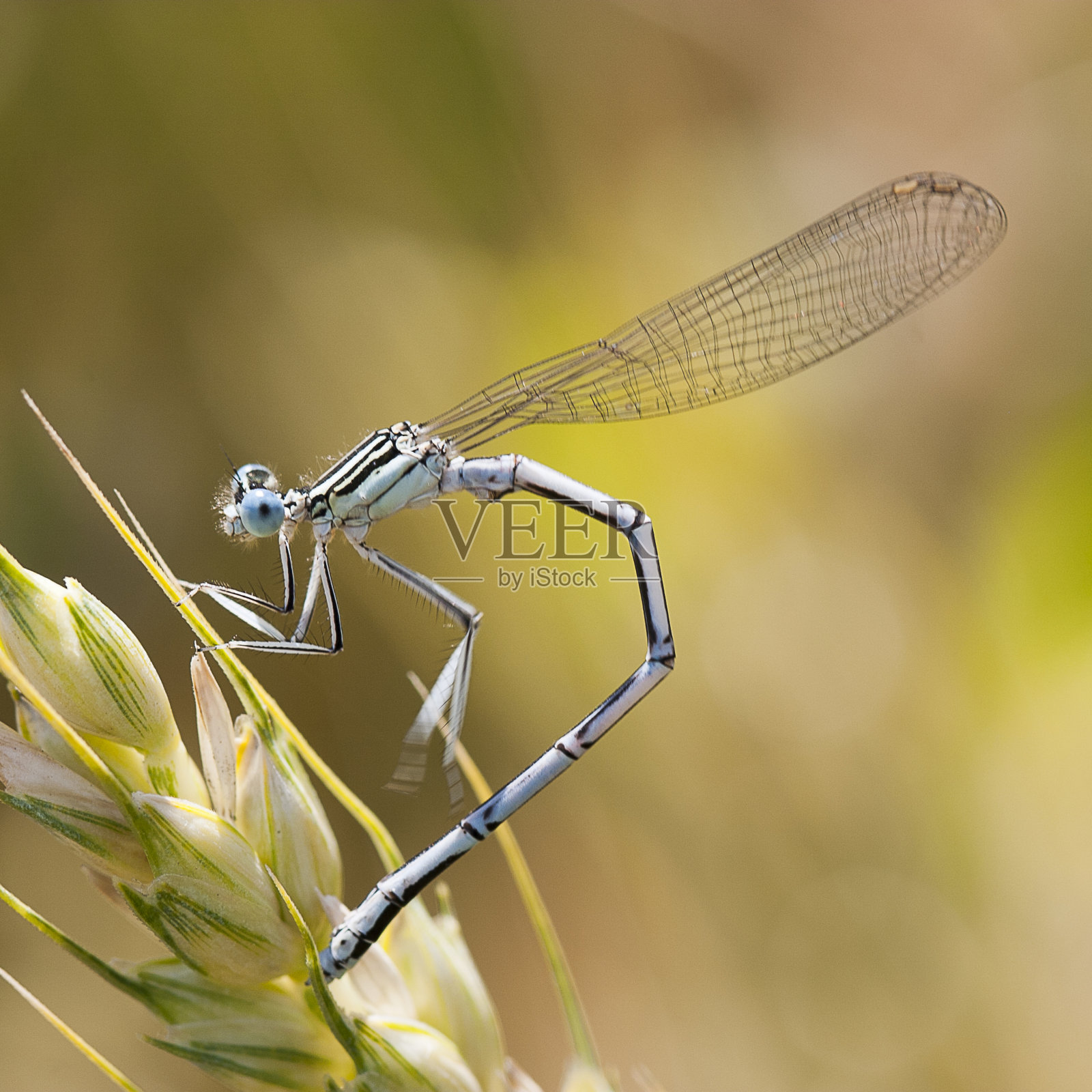 阿格里昂躺在他的腹部照片摄影图片