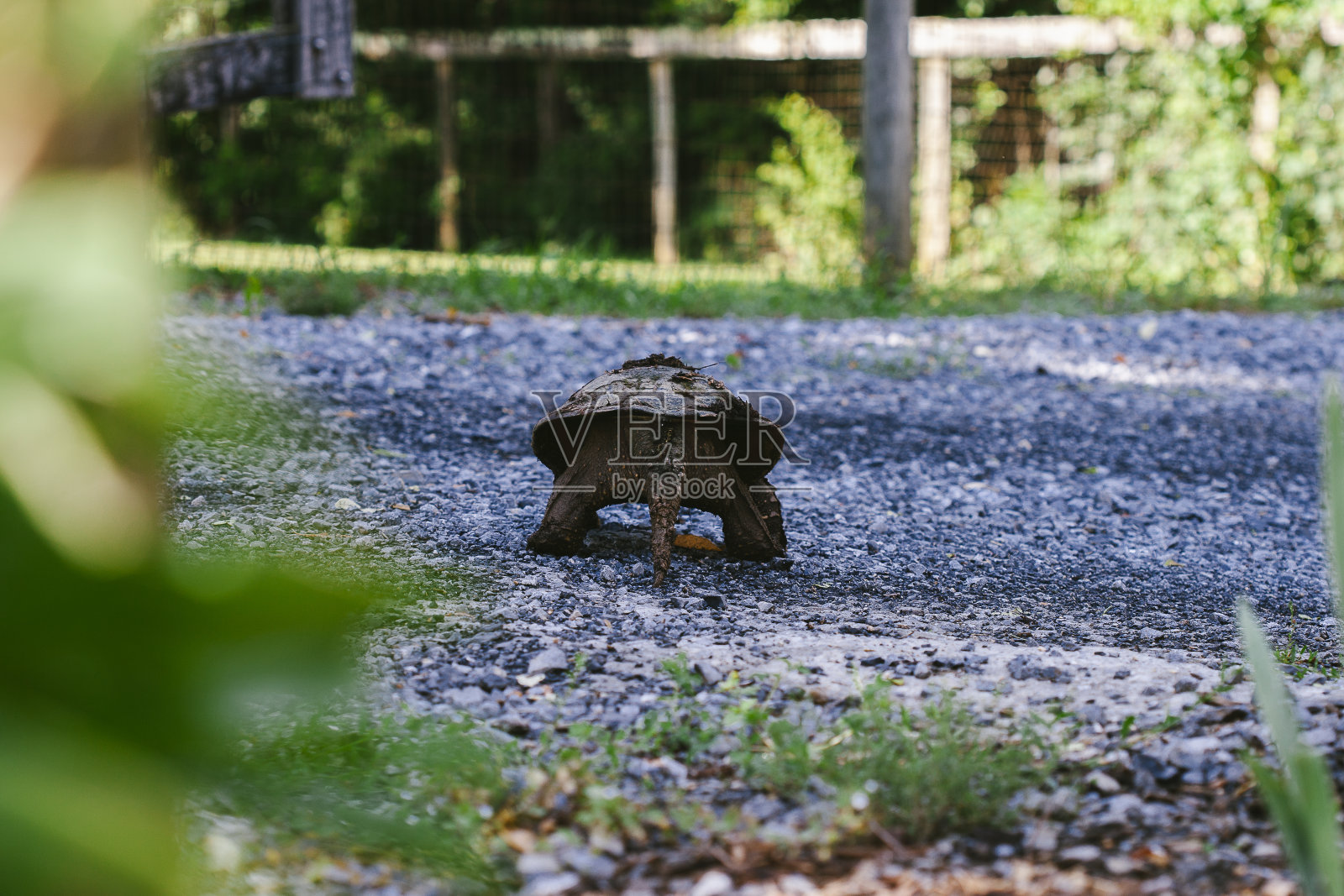 一只雌鳄龟在砾石上行走照片摄影图片