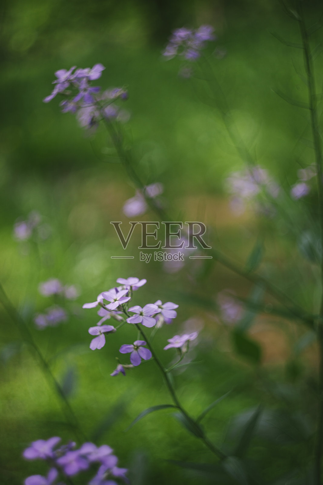 在草地上生长的野花照片摄影图片