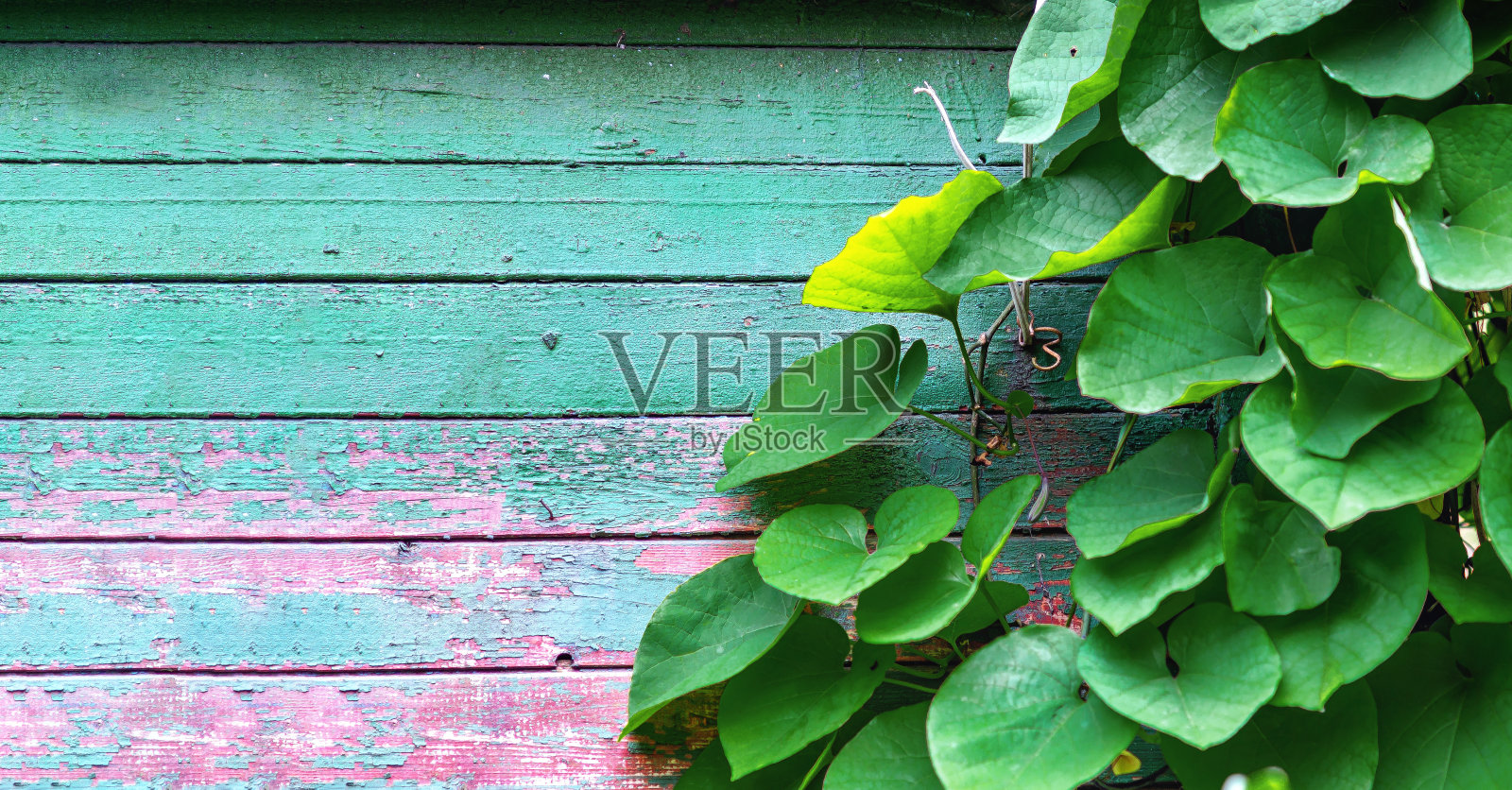 毛毛马兜铃的绿叶背景上的旧油漆板照片摄影图片