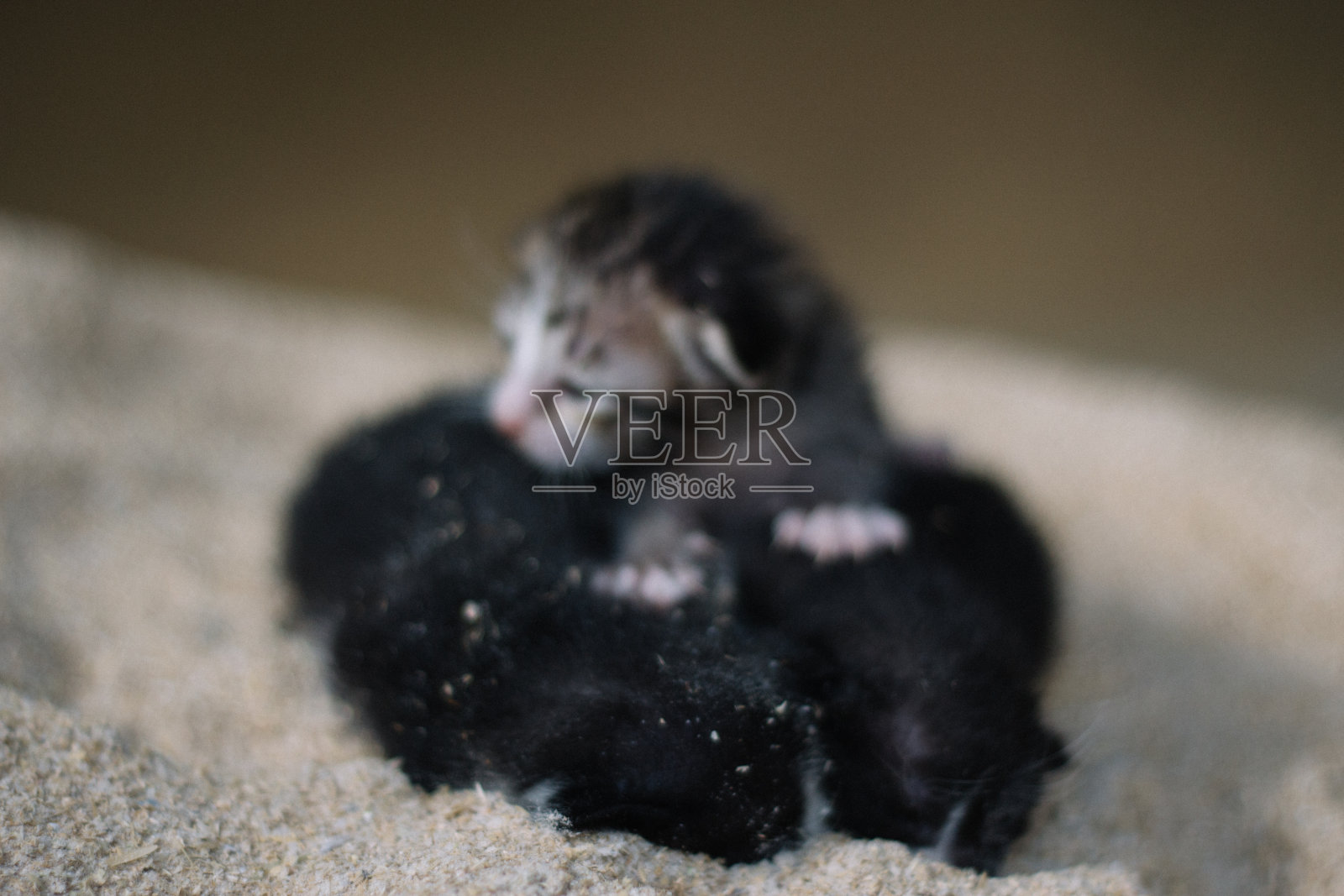 刚出生的小猫照片摄影图片