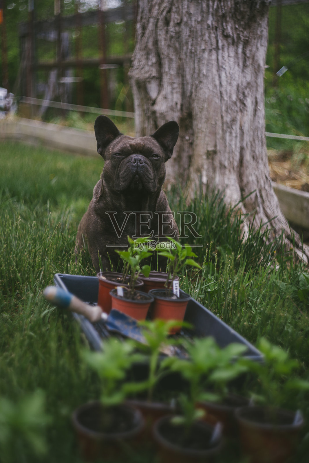 一只法国斗牛犬帮助在花园里种植蔬菜照片摄影图片