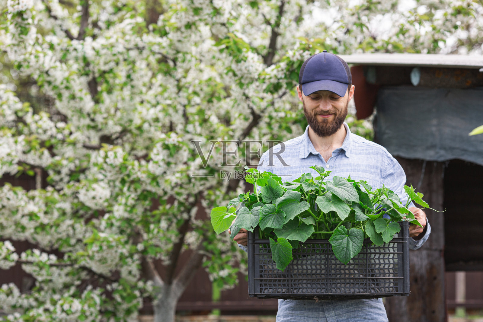 大胡子男子拿着装有黄瓜苗的盒子。他看着他们,笑了照片摄影图片