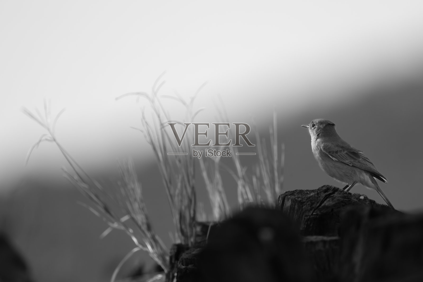 黑色和白色的照片,一个熟悉的聊天鸟在岩石上照片摄影图片