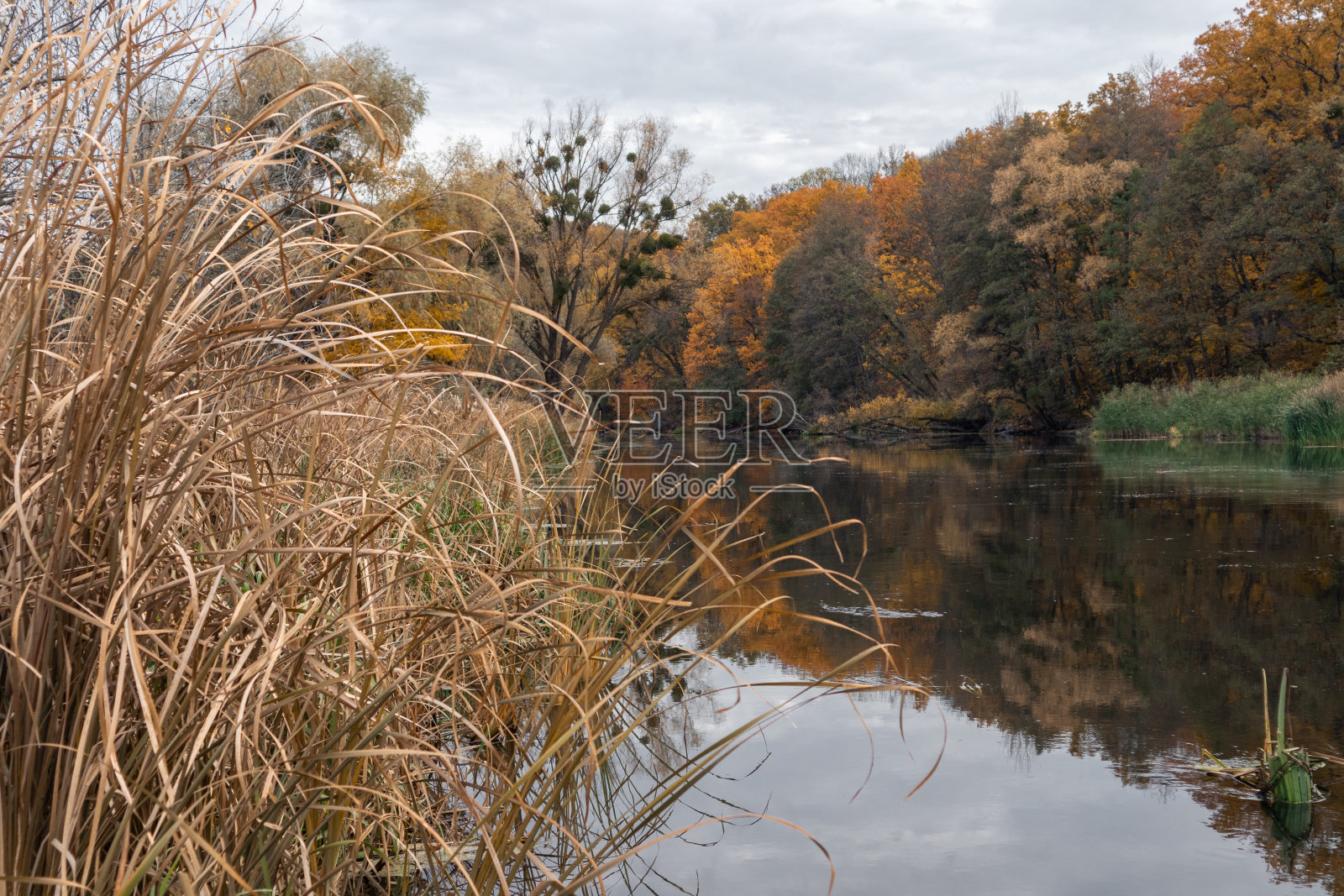 金树秋日河滨照片摄影图片