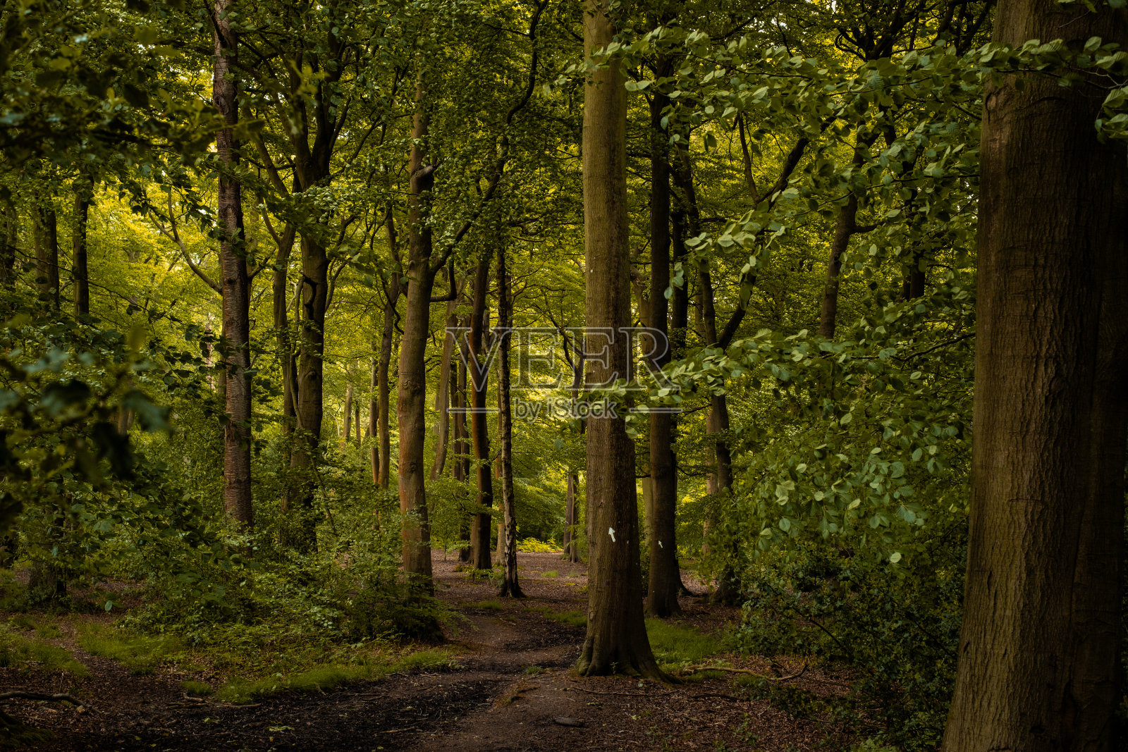 伯克希尔哈撒韦的森林照片摄影图片