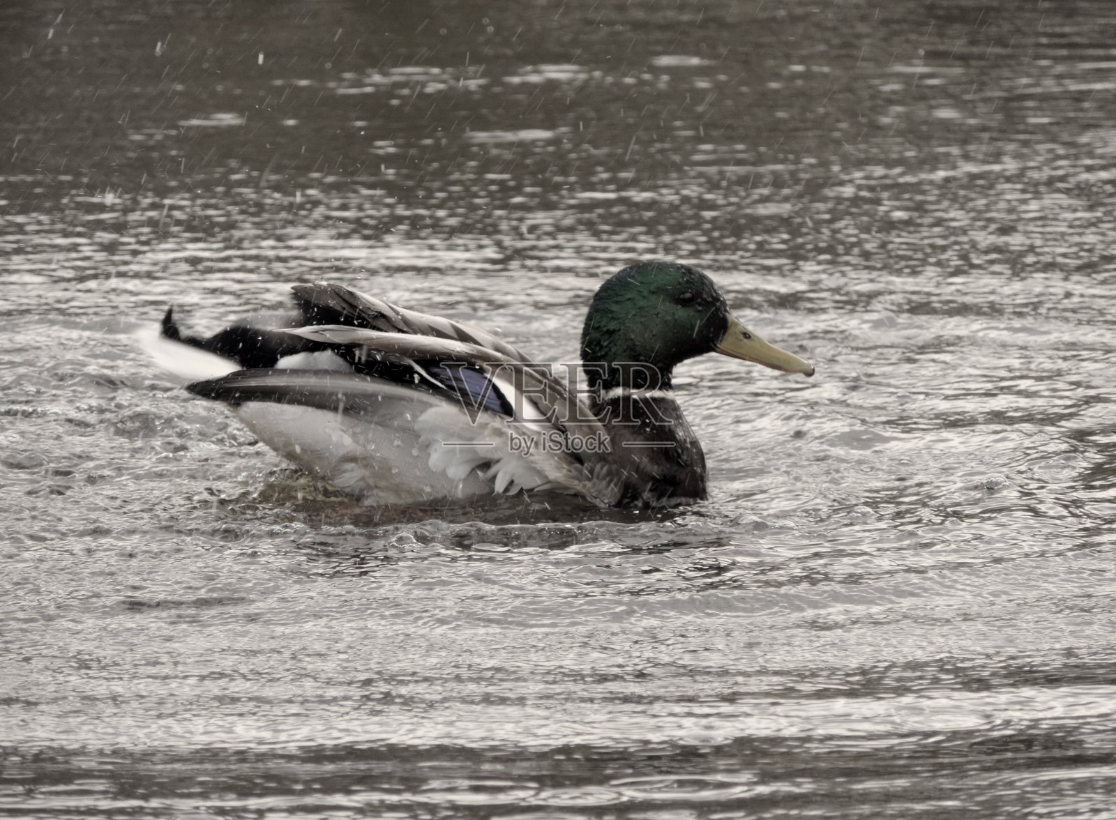 野鸭照片摄影图片