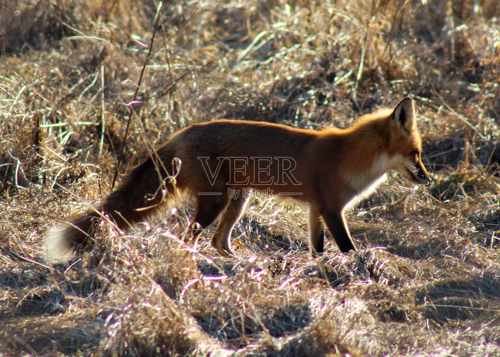 狐狸照片摄影图片