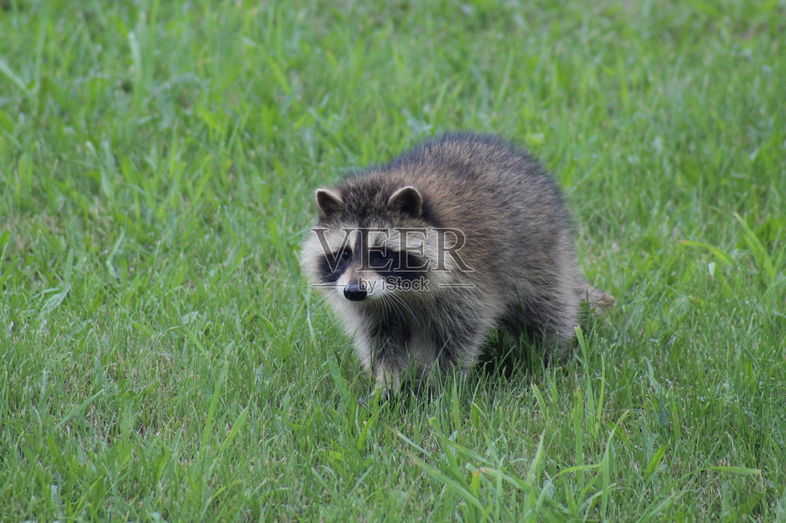 浣熊照片摄影图片