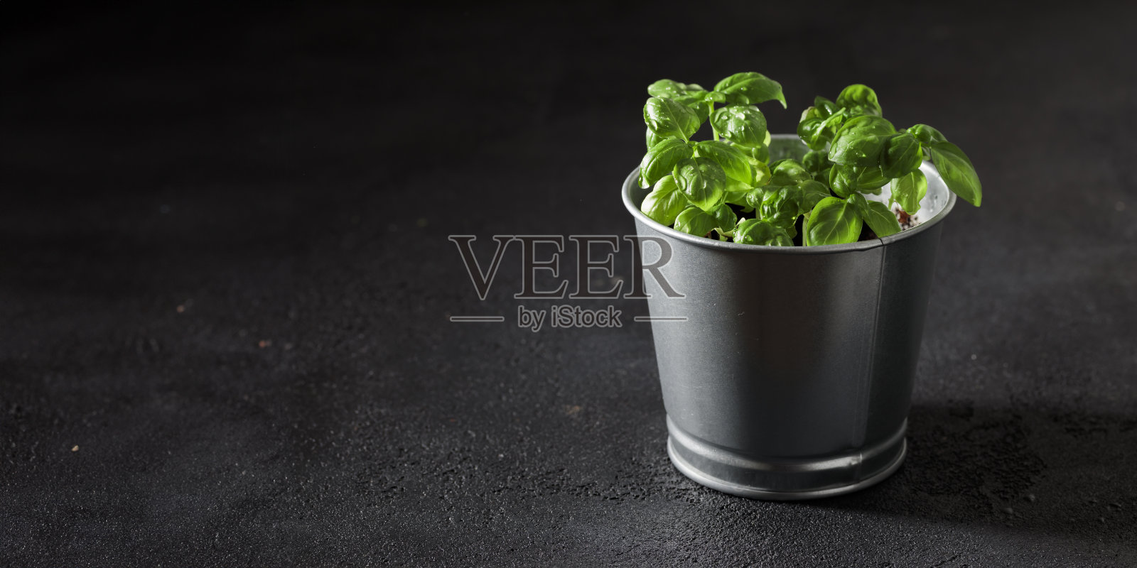 旗帜与新鲜的罗勒在锅在黑暗的背景,天然绿色烹饪草本植物生长在室内,美味的本土植物特写,健康饮食照片摄影图片