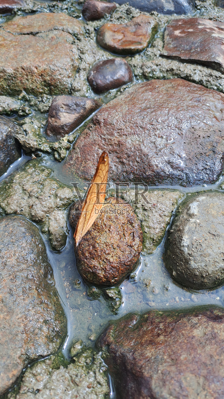 美丽的橙色蝴蝶在河边照片摄影图片