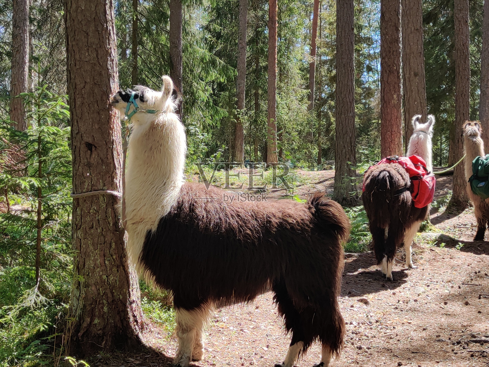 在努克西奥芬兰国家公园与驮畜羊驼一起在森林里徒步旅行。大自然在夏天的狂野季节,包包照片摄影图片