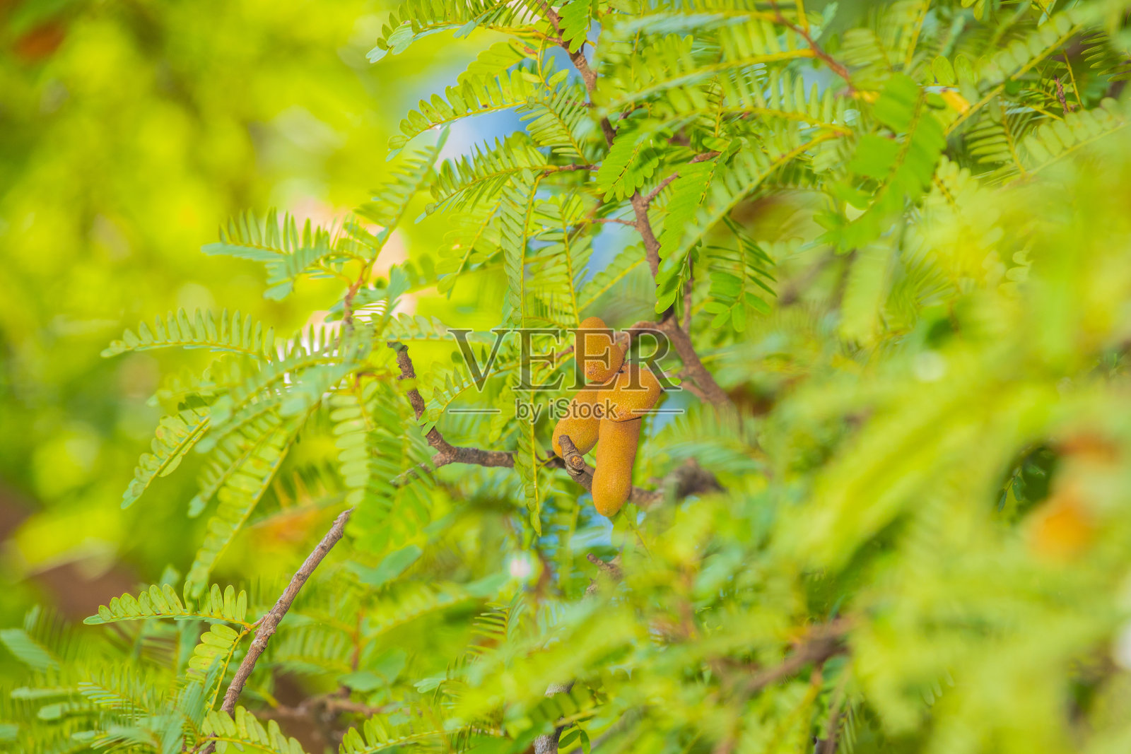 甜甜的罗望子和树上的叶子。照片摄影图片