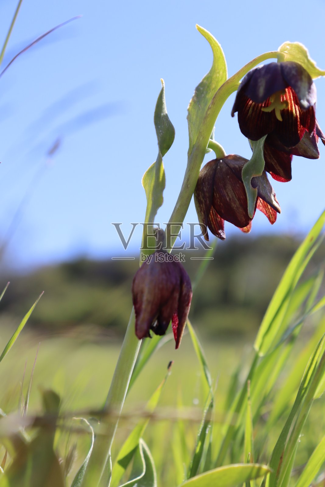 巧克力百合照片摄影图片