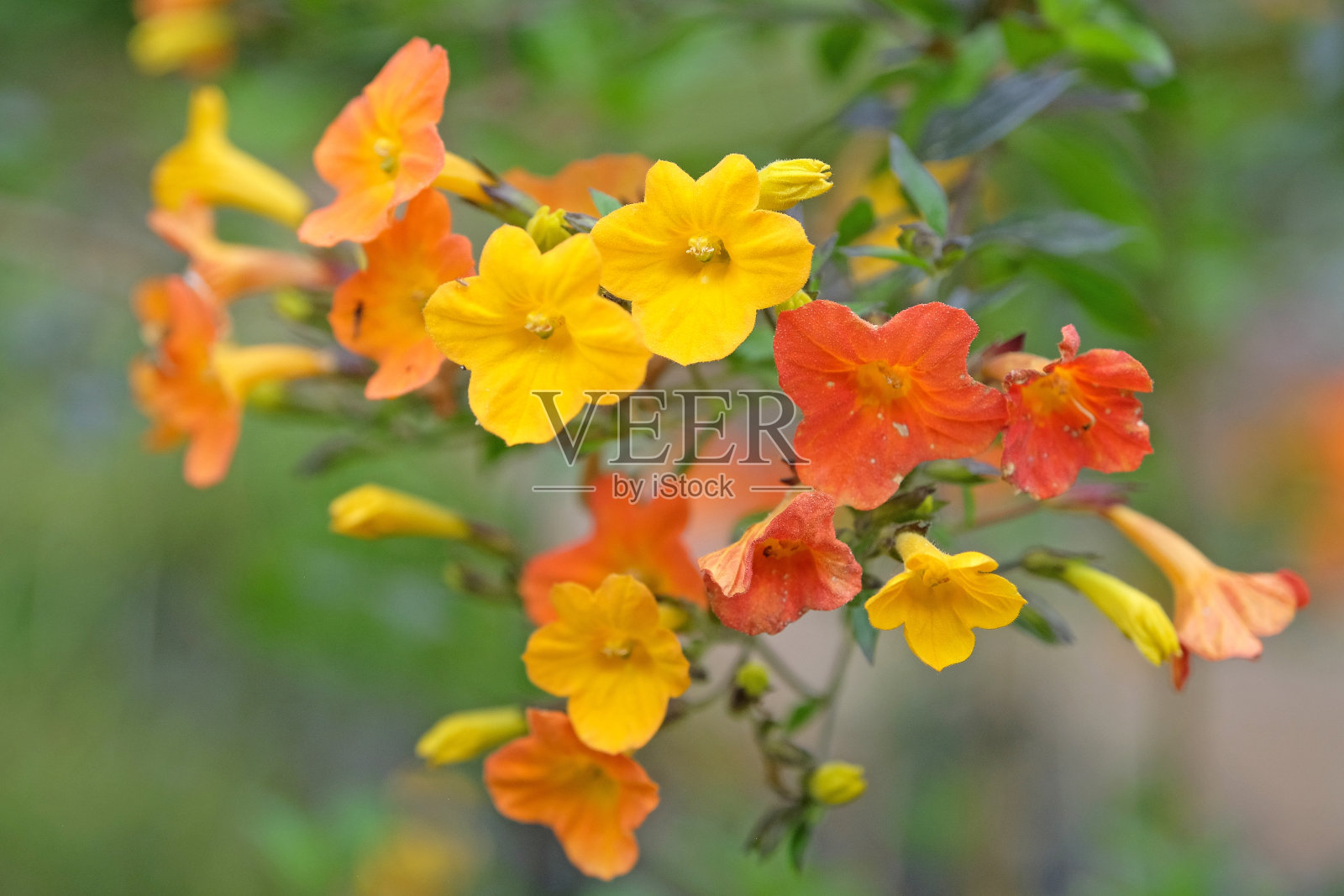 橙色和黄色的果酱灌木,詹姆斯链球菌,花中。照片摄影图片