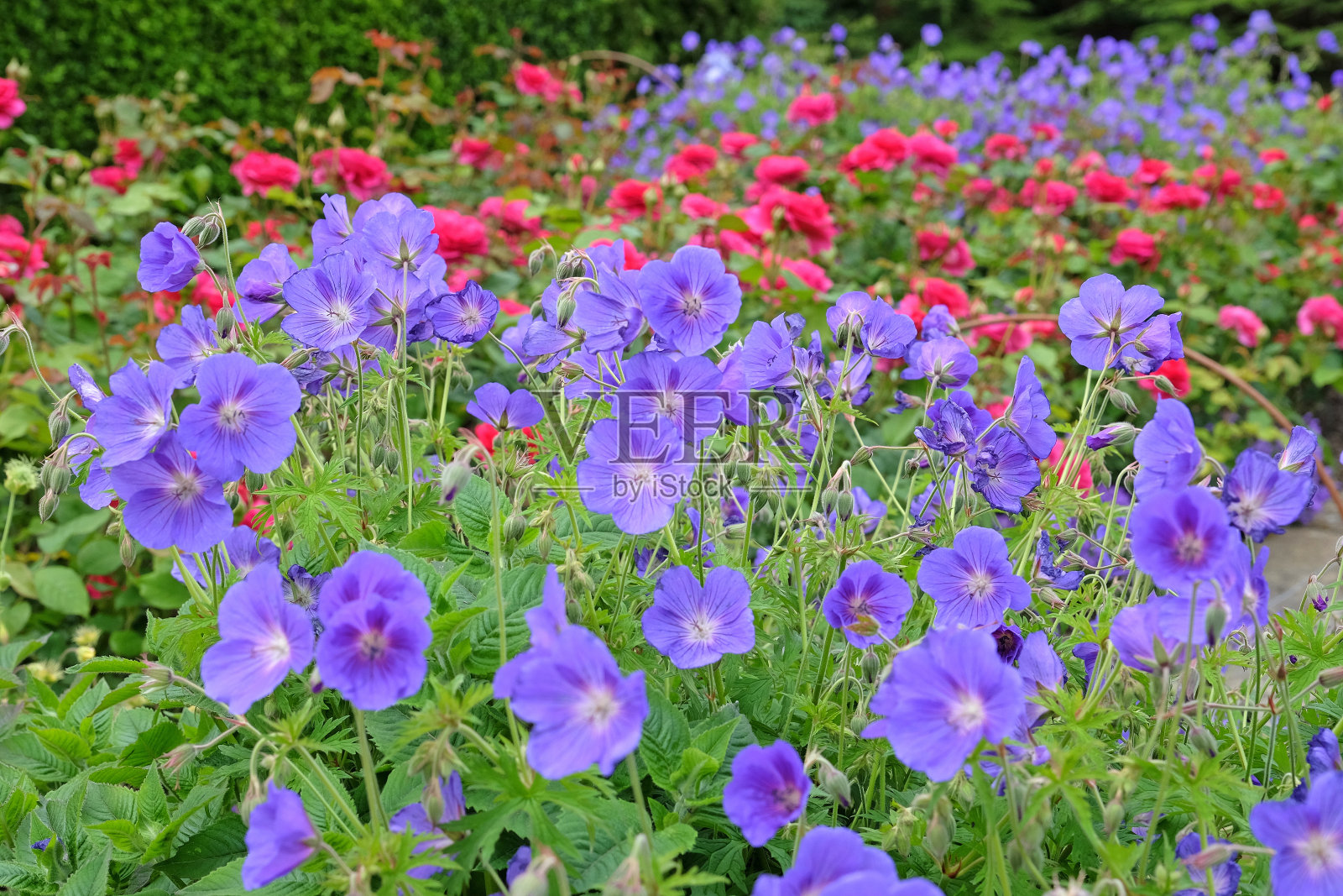 花中的紫色耐寒天竺葵鹤嘴鸟。照片摄影图片