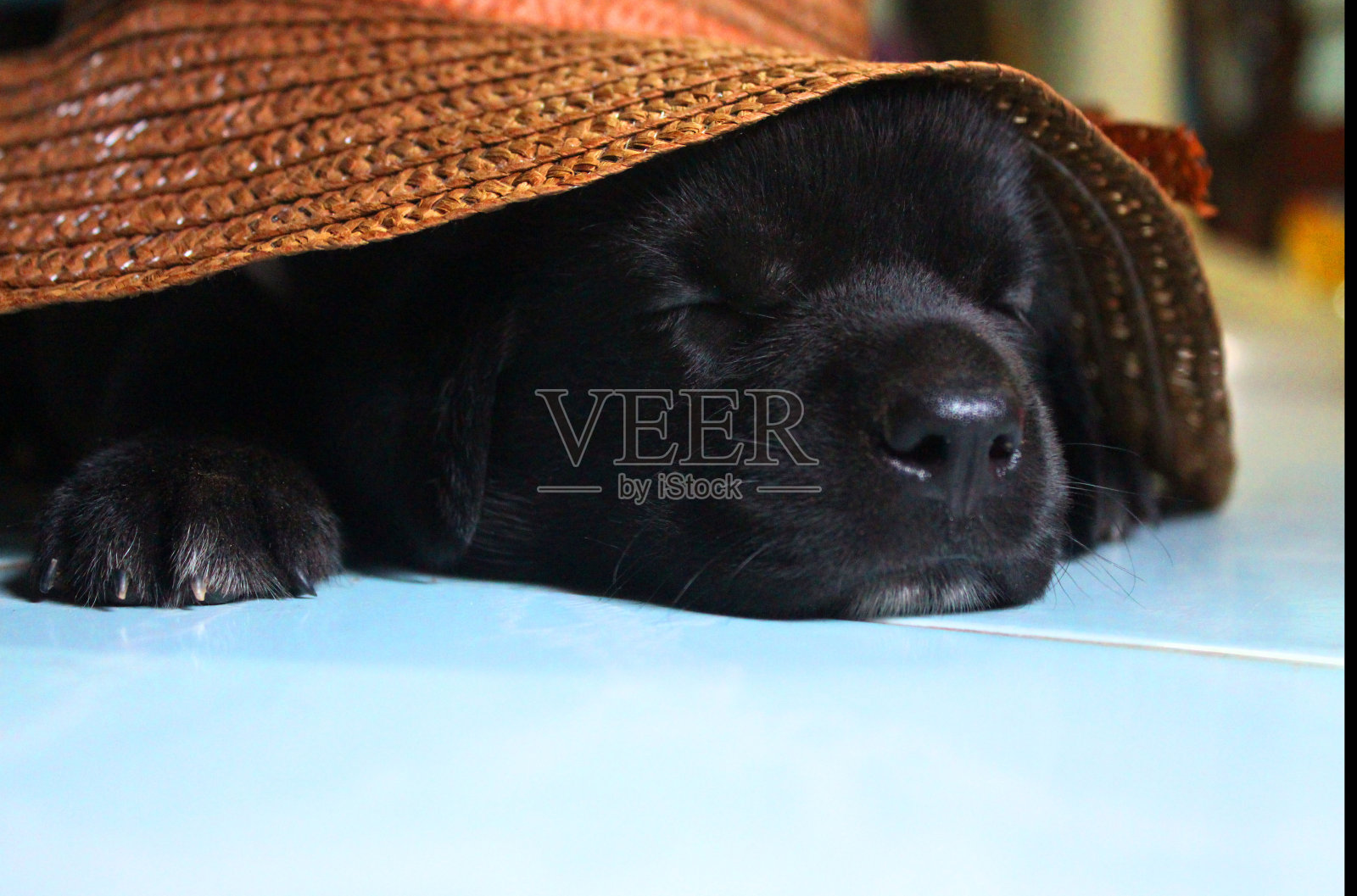 可爱的黑色拉布拉多小狗照片摄影图片