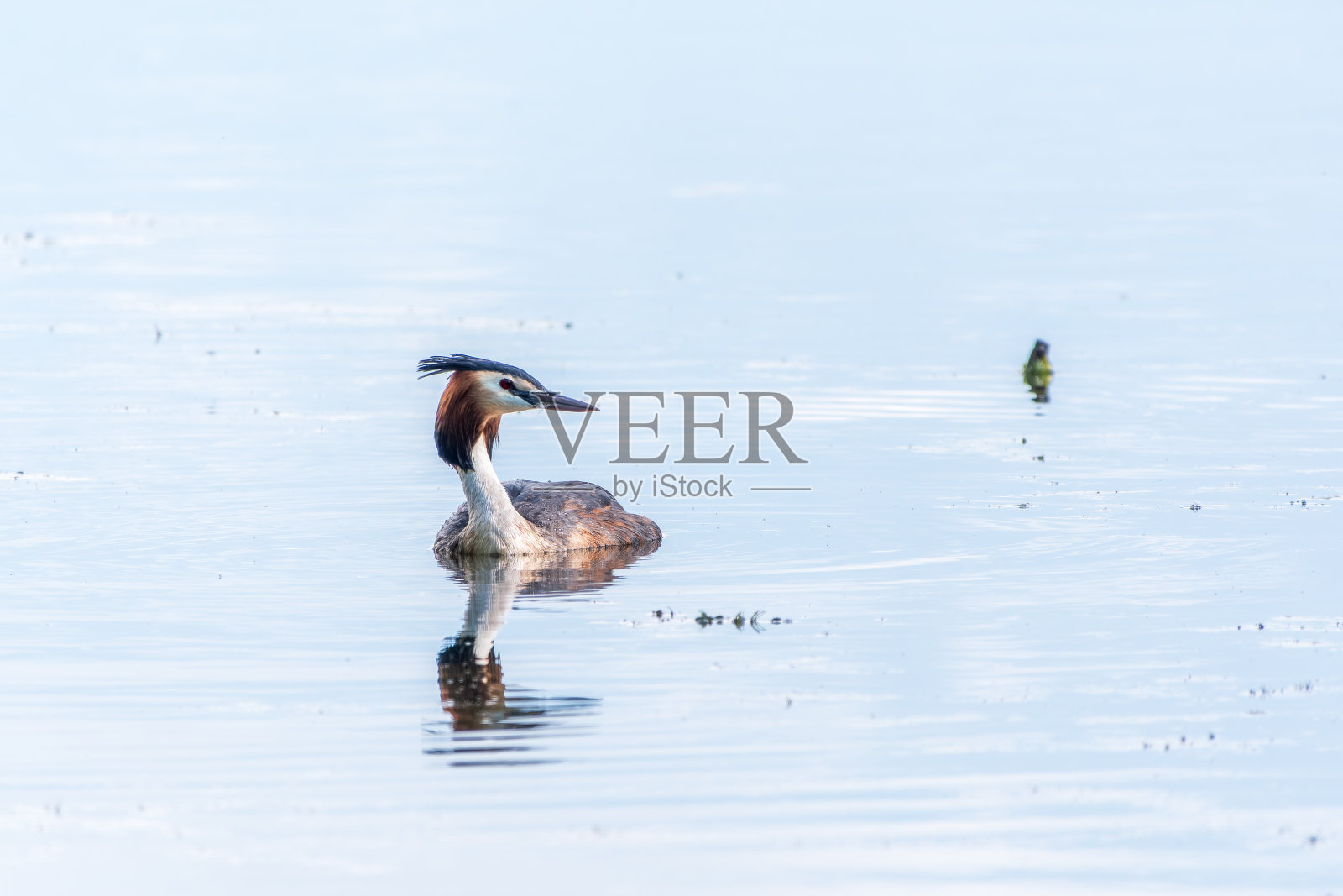 水鸟大凤头Grebe在平静的湖中游泳照片摄影图片