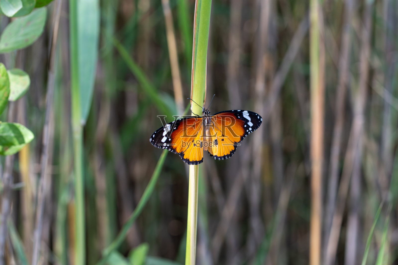 美丽的非洲君主蝴蝶照片摄影图片