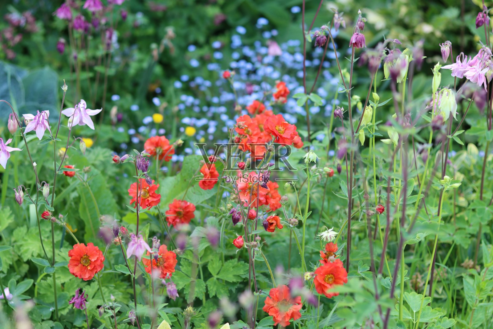 夏天,农舍花园里五颜六色的花坛照片摄影图片