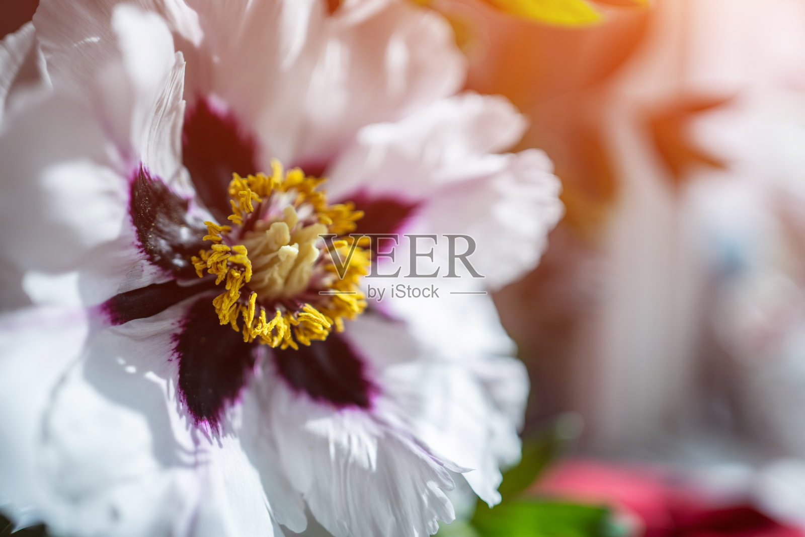 美丽清新的白色牡丹花开了照片摄影图片