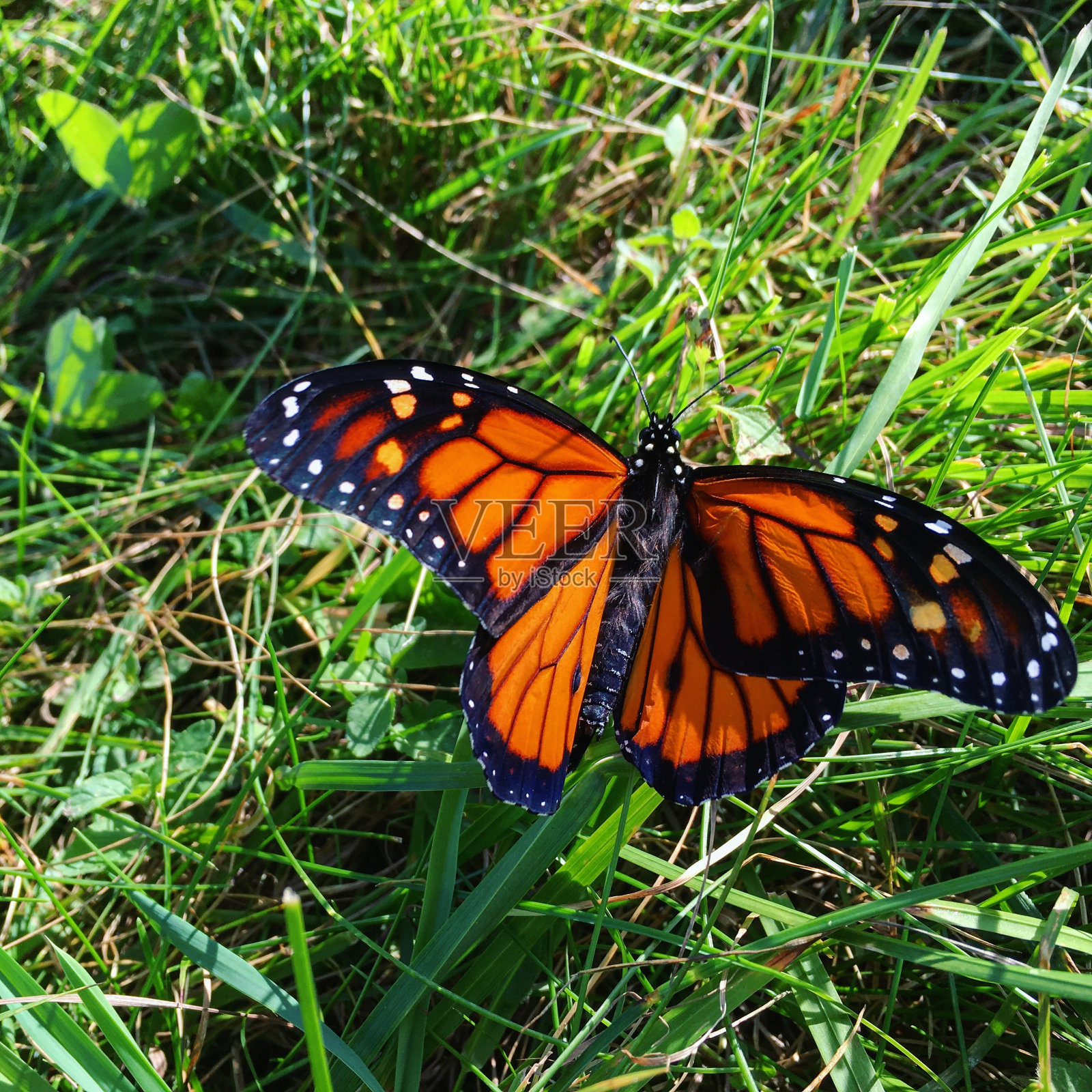 休息的君主照片摄影图片