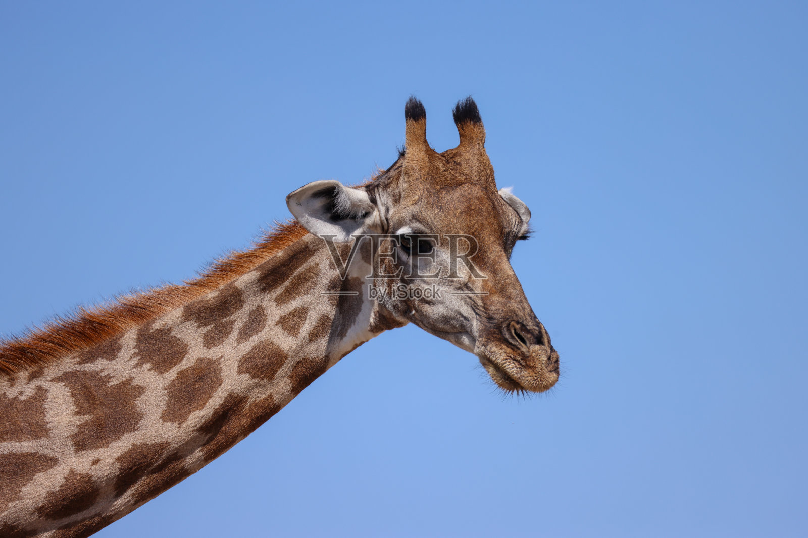 长颈鹿的头像照片摄影图片