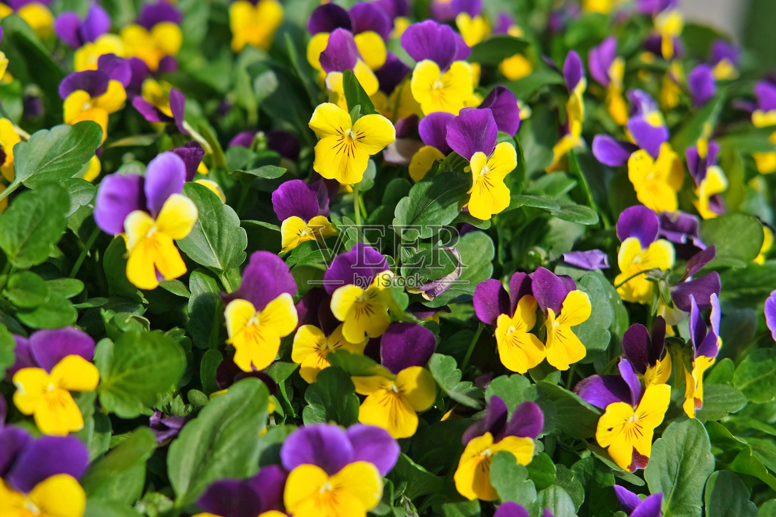 野生三色堇,中提琴三色,也被称为约翰尼跳起来。许多紫色和黄色的花。后院的三色堇。绿色家园花园的景观美化。夏季花坛景观设计。股票视频照片摄影图片