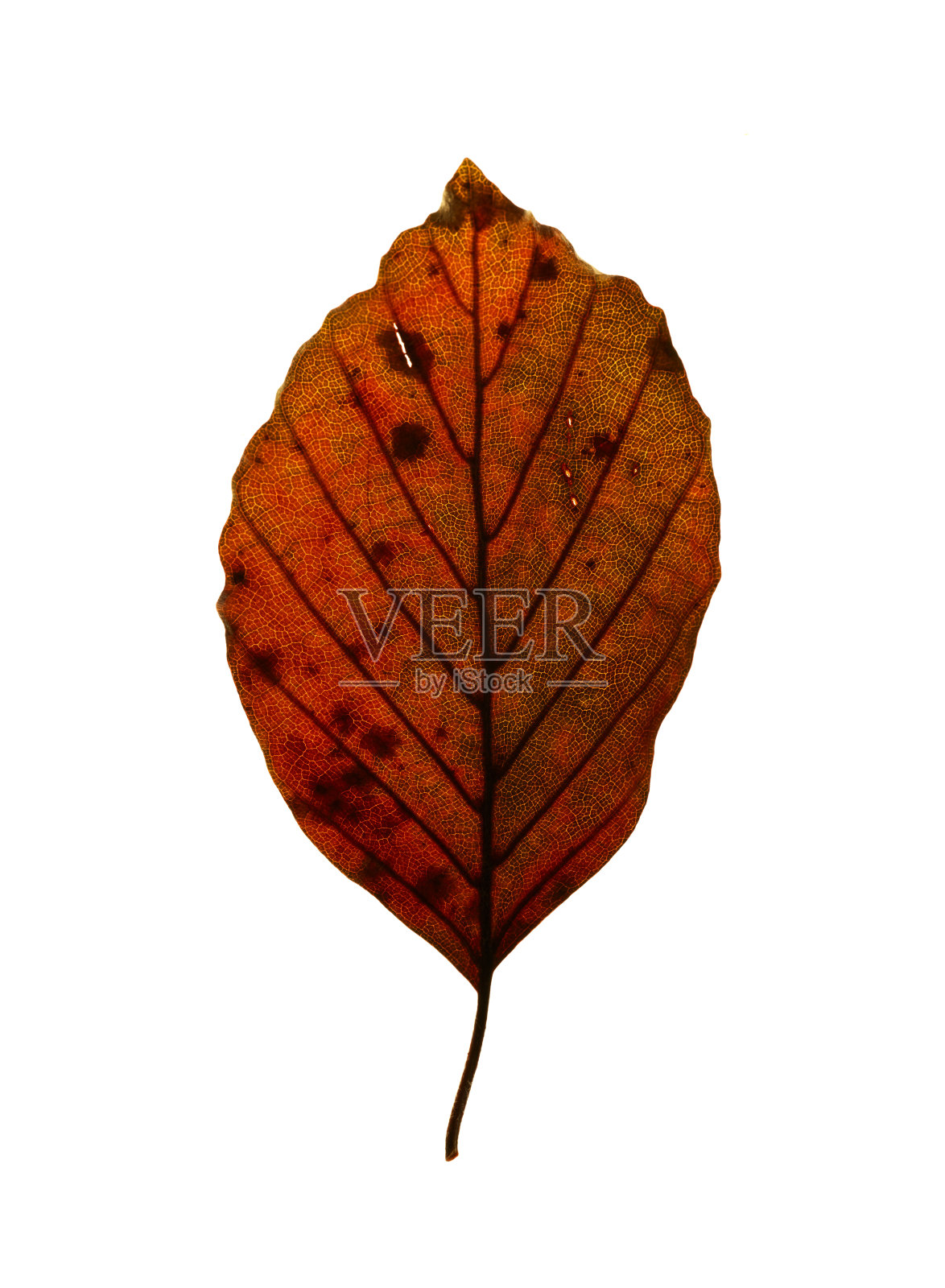 在白色背景上孤立的秋叶照片摄影图片