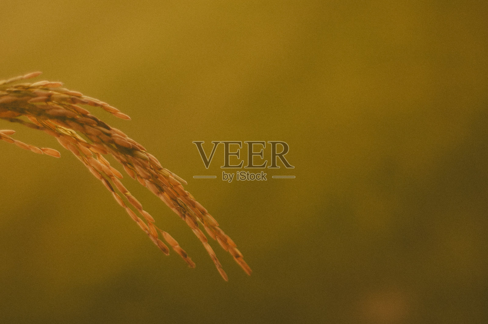 泰国的稻田照片摄影图片