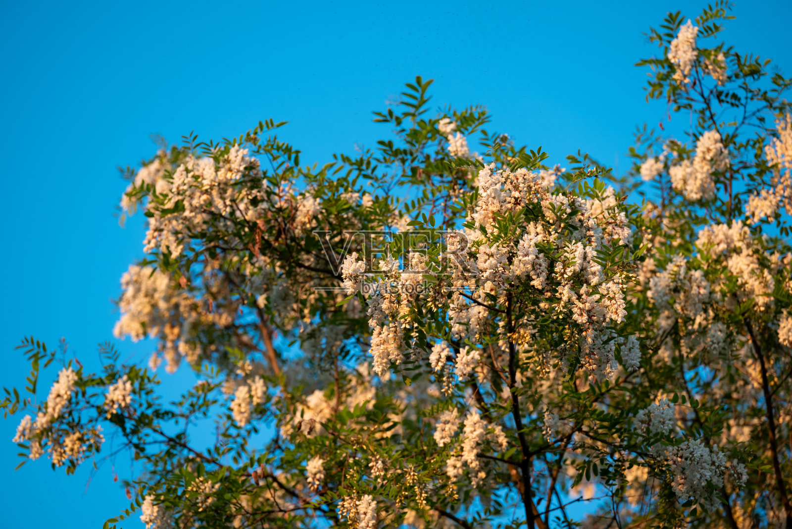 白色的金合欢花在日落时盛开照片摄影图片