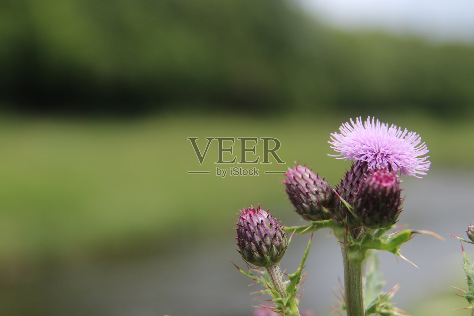 蓟照片摄影图片